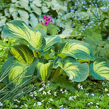 consider the two-tone hosta varieties - How Does Your Garden Mow