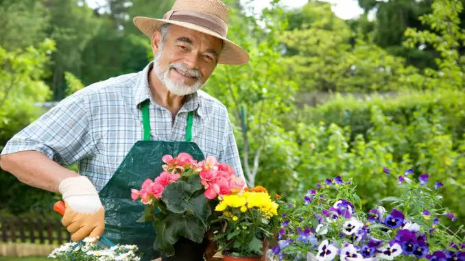 senior man gardening senior man gardening