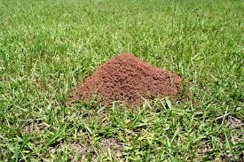 ant hill - how to get rid of ant hills in the lawn