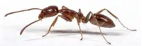 argentine ant - how to get rid of ant hills in lawn