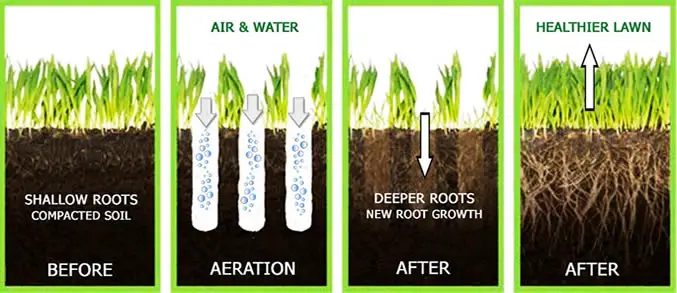 before & after aeration - best way to aerate lawn