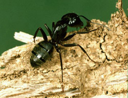 carpenter ant - how to get rid of ant hills in the lawn