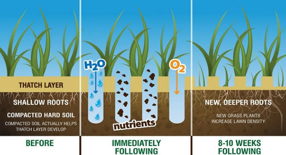 Aeration explained - best time to aerate and overseed