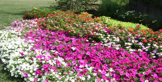 Annuals color coordinated garden
