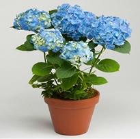 Blue Hydrangea annual in pot