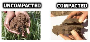 compacted vs uncompacted soil - Best Time To Aerate And Overseed Lawn