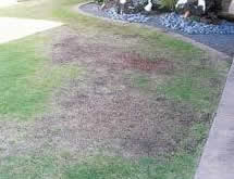 thatch problems on a lawn - when is the best time to dethatch your lawn
