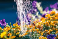 watering annuals