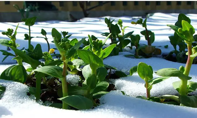 winter gardening winter gardening