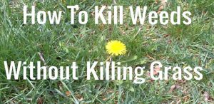 How to Get Rid of a Lawn Full Of Weeds – How Does Your Garden Mow