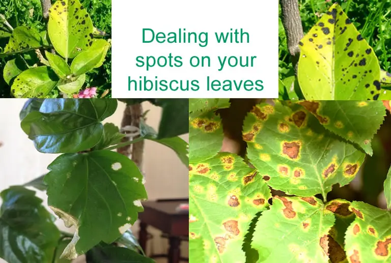 Brown Or Black Spots On Hibiscus Leaves The Cause And Cure How Does 