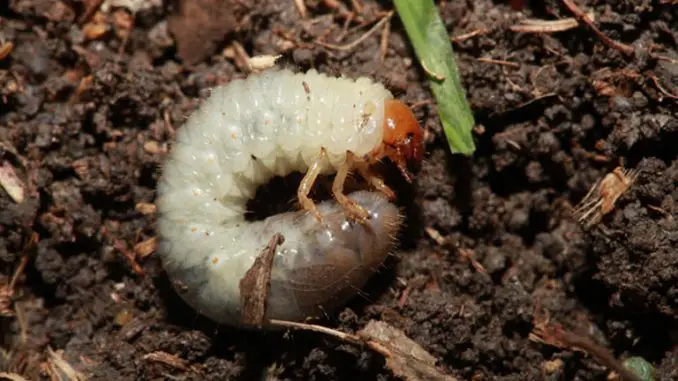 Are Grubs Good For The Garden? Here's The Truth! - How Does Your Garden Mow