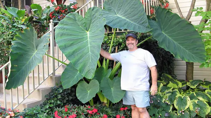 How Much Water Do Elephant Ears Need? More than you think! - How Does