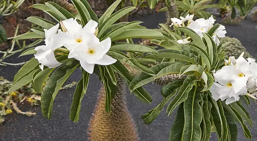 Madagascar Palm white blooms