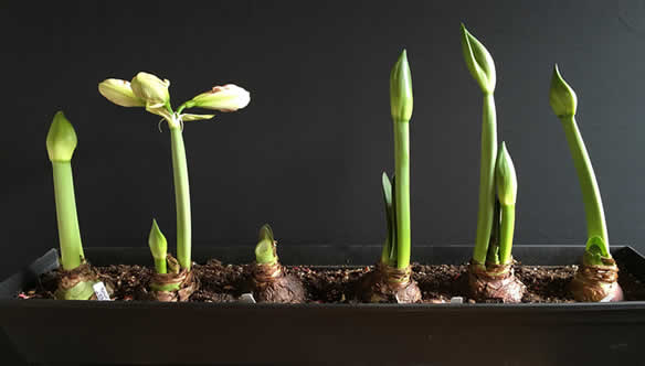 understanding amaryllis plant growth stages a comprehensive guide