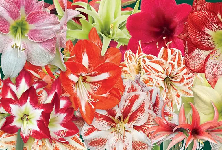 How To Cultivate Amaryllis For A Christmas Bloom – How Does Your Garden Mow