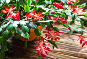 Christmas Cactus Bloom Guide. 5 Tricks To Stunning Blooms – How Does ...