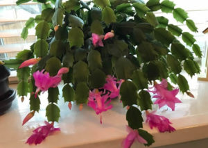 Christmas Cactus Bloom Guide. 5 Tricks To Stunning Blooms – How Does ...