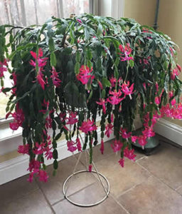 Christmas Cactus Soil & Pot Guide. 2 Essentials – How Does Your Garden Mow