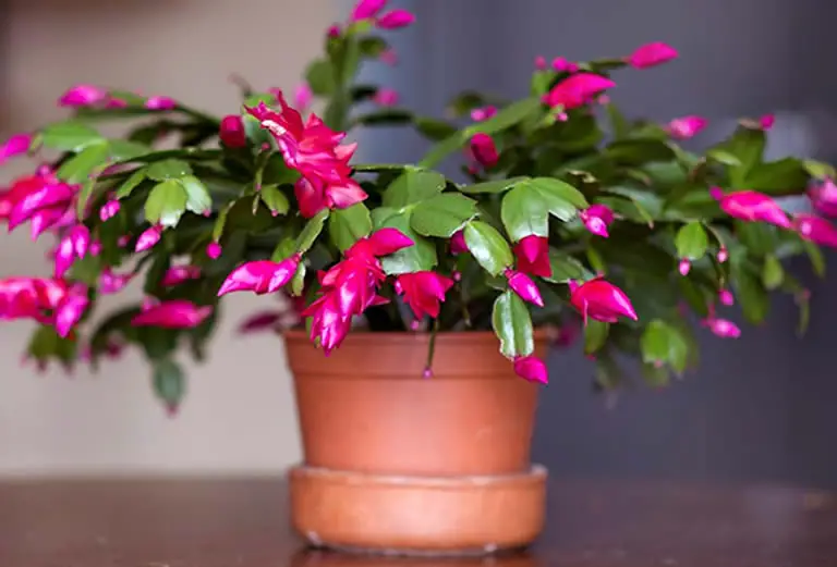 Christmas Cactus Soil & Pot Requirements. 2 Essentials How Does Your