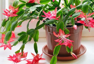 When A Christmas Cactus Won’t Bloom. 6 Causes & Cures. – How Does Your ...