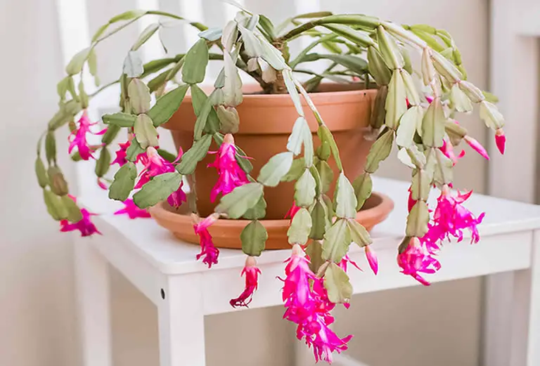 The 8 Essentials Of Good Christmas & Holiday Cactus Care – How Does ...